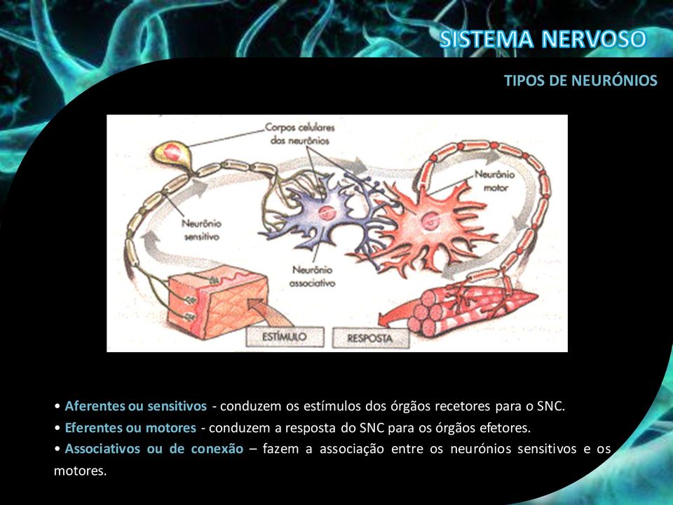 Eferentes ou motores - conduzem a resposta do SNC para os órgãos