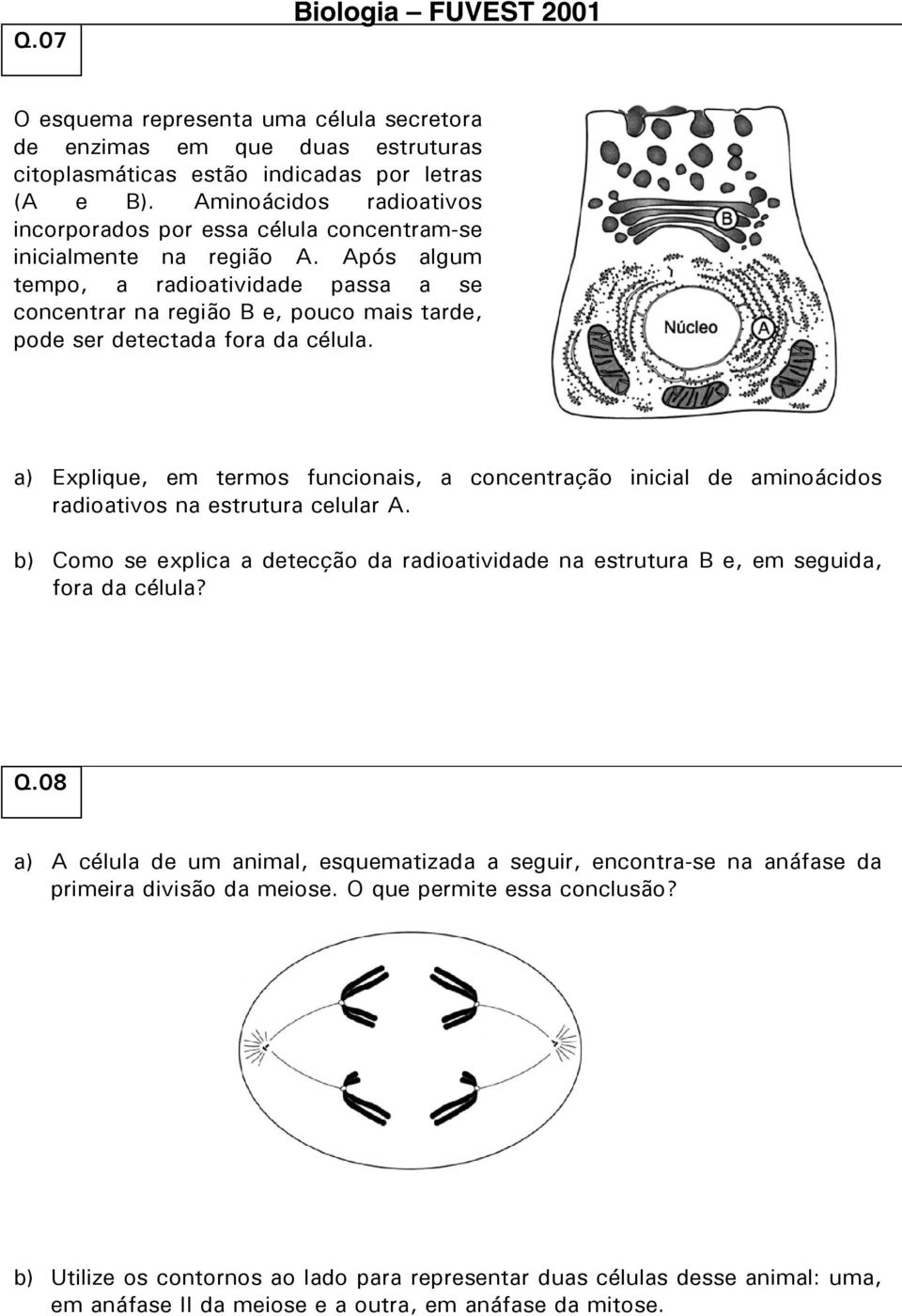 Após algum tempo, a radioatividade passa a se concentrar na região B e, pouco mais tarde, pode ser detectada fora da célula.