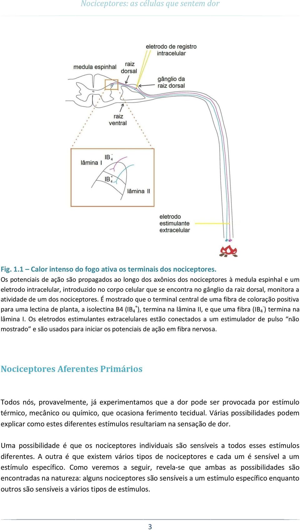 monitora a atividade de um dos nociceptores.