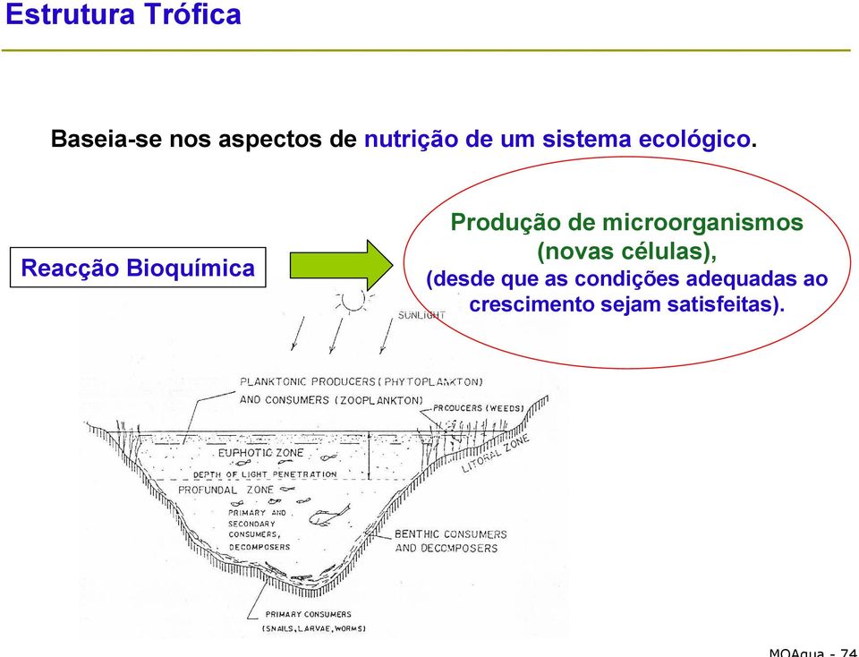 Reacção Bioquímica Produção de microorganismos
