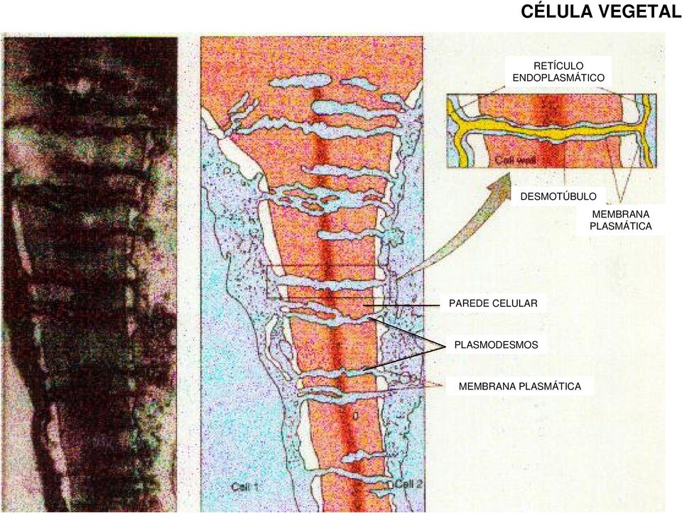 MEMBRANA PLASMÁTICA PAREDE