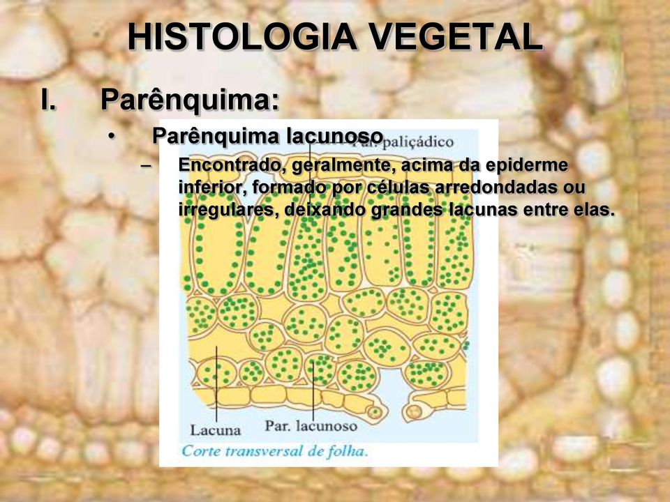 inferior, formado por células arredondadas