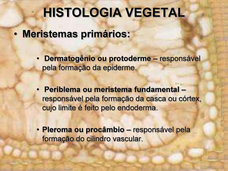 Periblema ou meristema fundamental responsável pela formação da