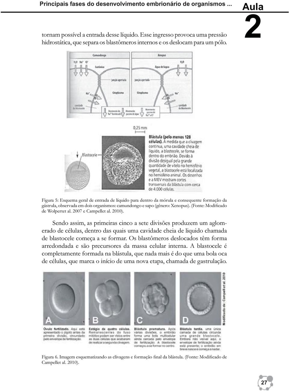 Aula Figura 5: Esquema geral de entrada de líquido para dentro da mórula e consequente formação da gástrula, observada em dois organismos: camundongo e sapo (gênero: Xenopus).