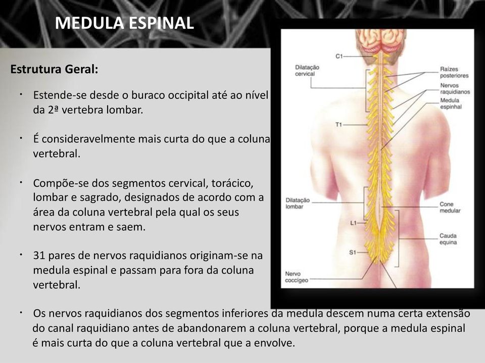 Compõe-se dos segmentos cervical, torácico, lombar e sagrado, designados de acordo com a área da coluna vertebral pela qual os seus nervos entram e saem.