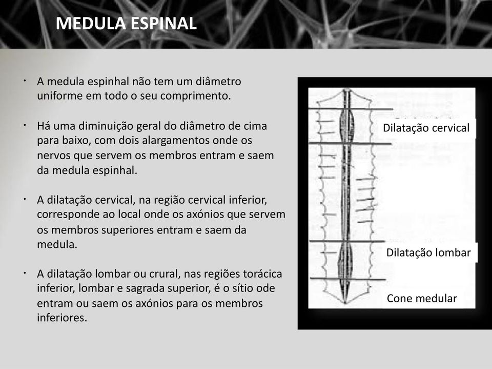 espinhal.