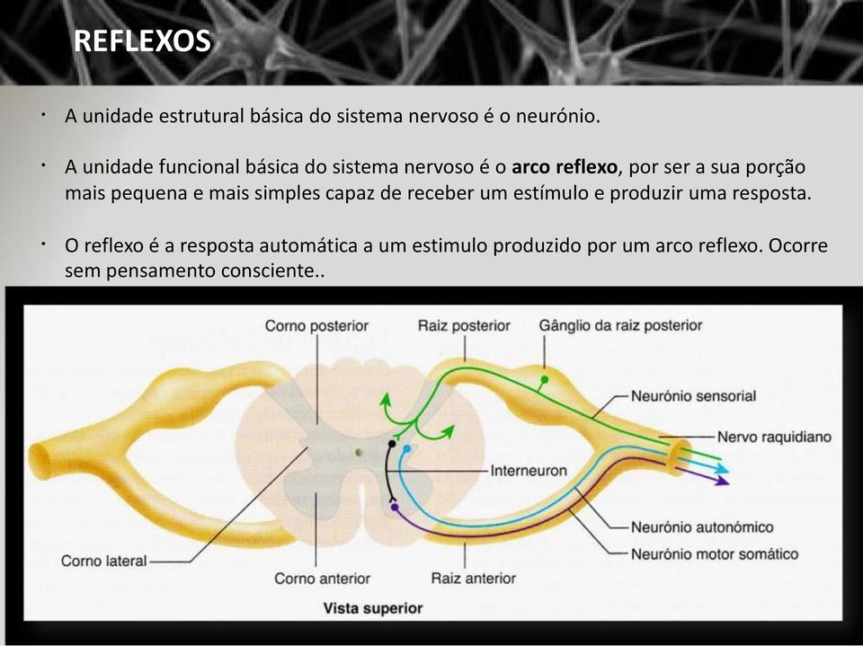 mais pequena e mais simples capaz de receber um estímulo e produzir uma resposta.