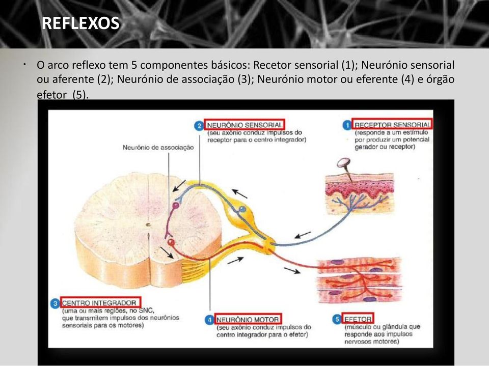 sensorial ou aferente (2); Neurónio de