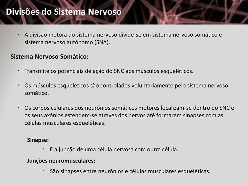 Os músculos esqueléticos são controlados voluntariamente pelo sistema nervoso somático.