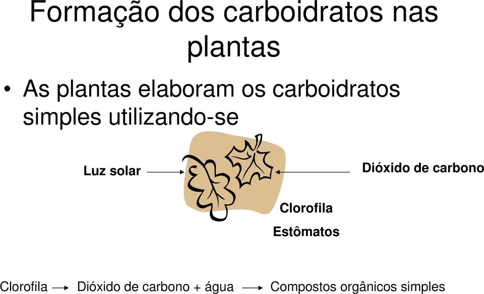 solar Dióxido de carbono Clorofila Estômatos