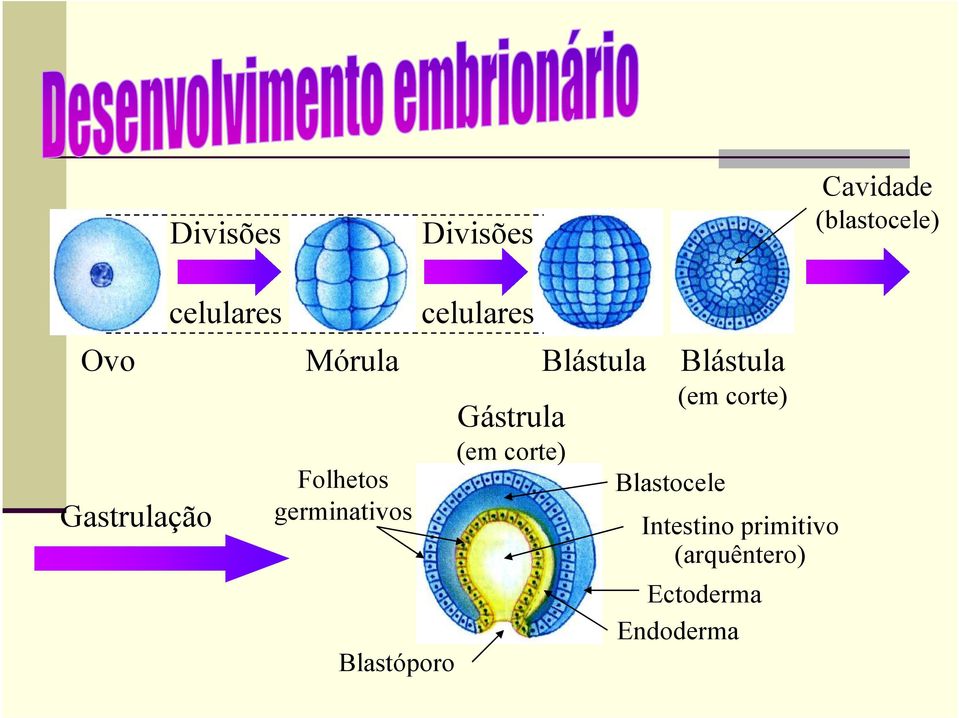 germinativos Blastóporo Gástrula (em corte) Blastocele