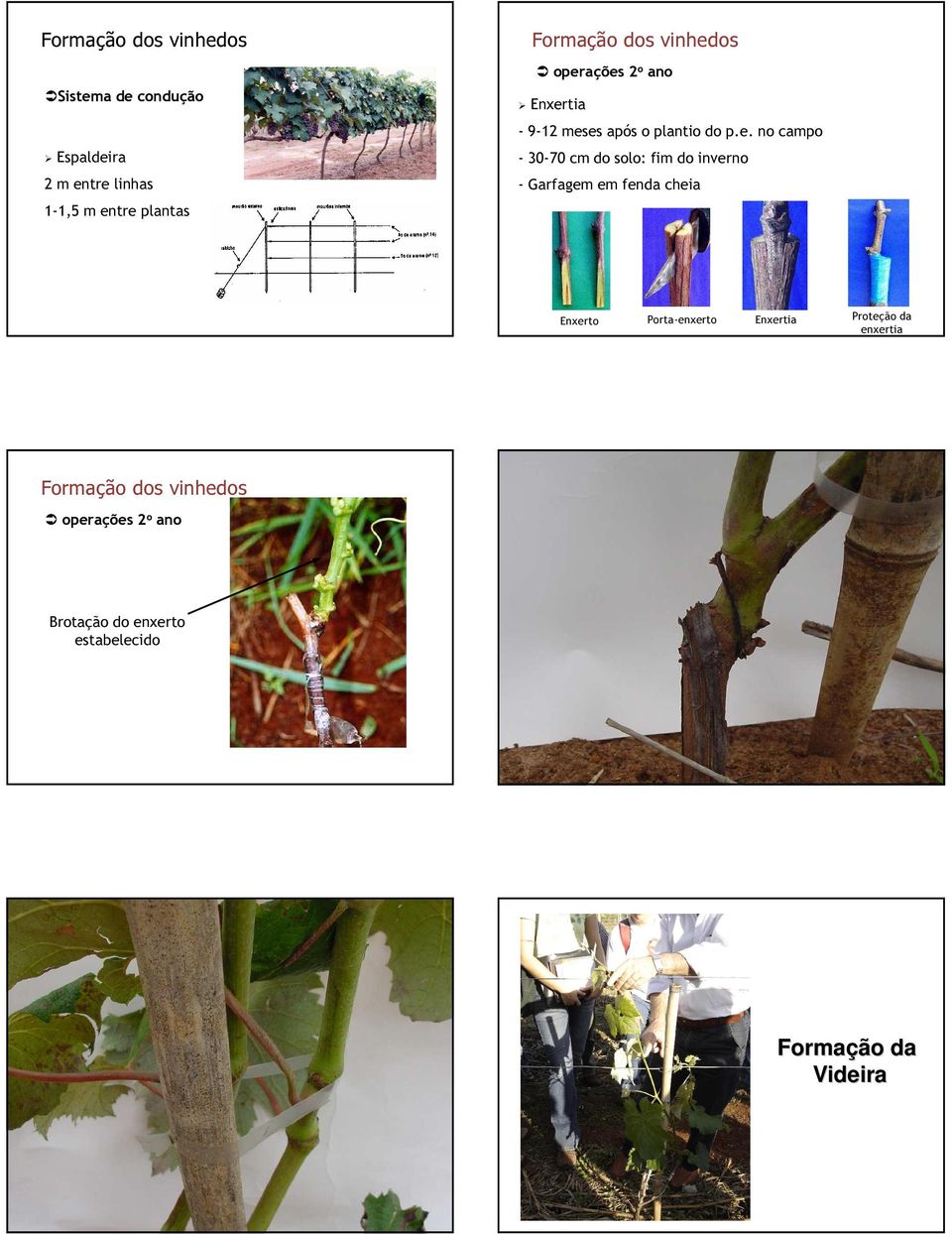 Garfagem em fenda cheia Enxerto Porta-enxerto Enxertia Proteção da enxertia Formação dos vinhedos operações 2 o