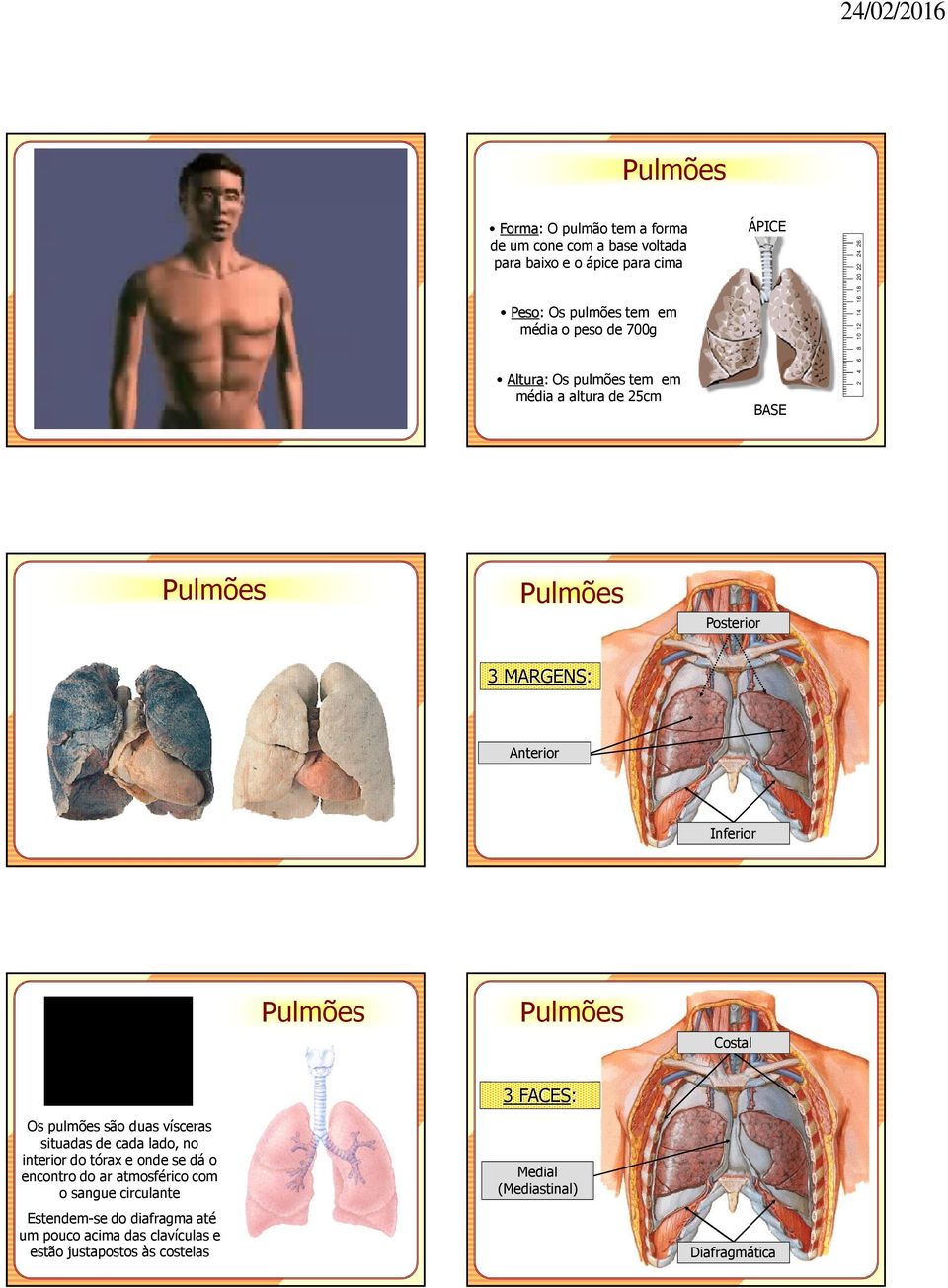 Inferior Pulmões Pulmões Costal Os pulmões são duas vísceras situadas de cada lado, no interior do tórax e onde se dá o encontro do ar