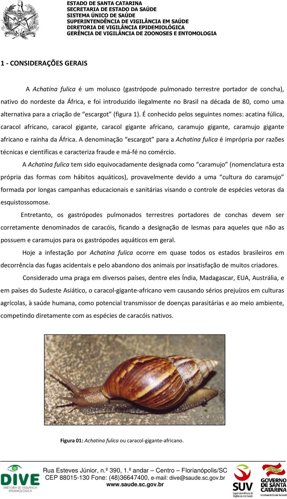 É conhecido pelos seguintes nomes: acatina fúlica, caracol africano, caracol gigante, caracol gigante africano, caramujo gigante, caramujo gigante africano e rainha da África.