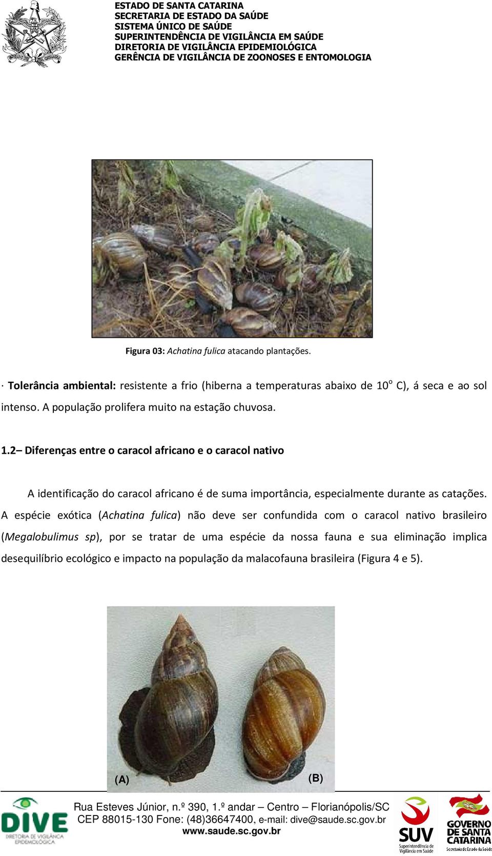 2 Diferenças entre o caracol africano e o caracol nativo A identificação do caracol africano é de suma importância, especialmente durante as catações.