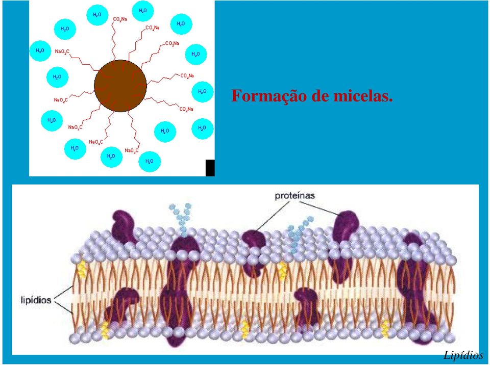 micelas.