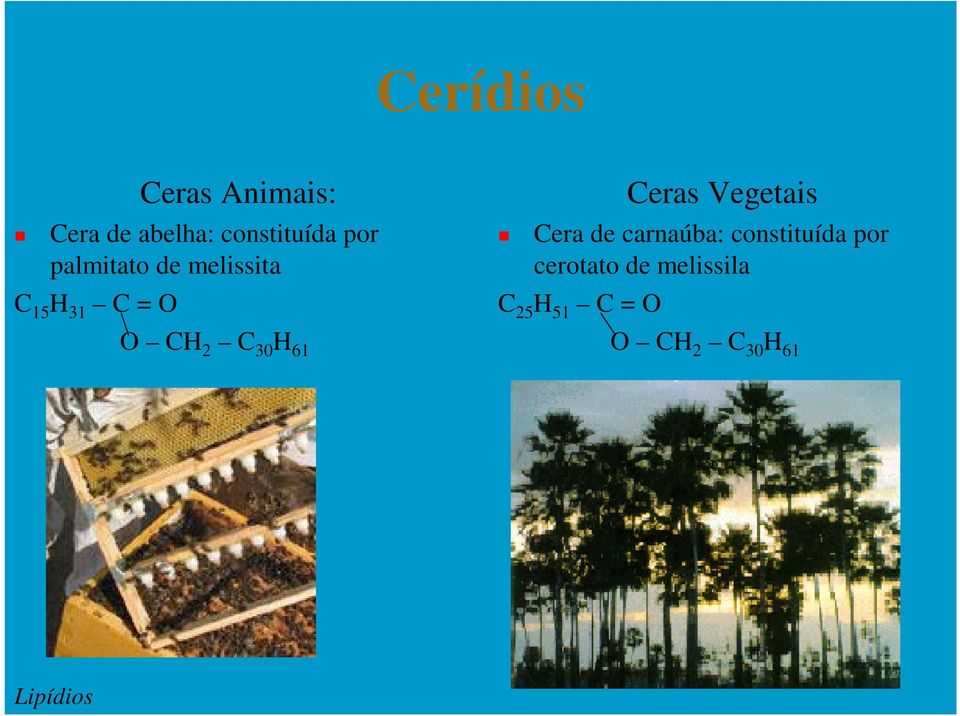 Ceras Vegetais Cera de carnaúba: constituída por