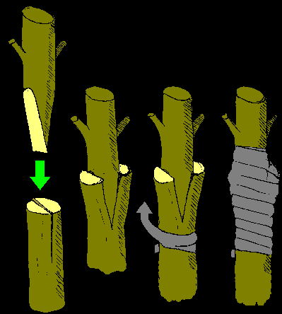 Multiplicação vegetativa artificial: enxertia 39 Um ramo ou rebento de uma planta que se quer propagar (enxerto ou garfo) é ajustado fortemente a outra planta da mesma espécie ou de uma espécie afim