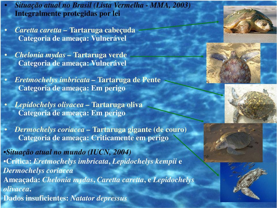 Categoria de ameaça: Em perigo Dermochelys coriacea Tartaruga gigante (de couro) Categoria de ameaça: Criticamente em perigo Situação atual no mundo (IUCN, 2004)