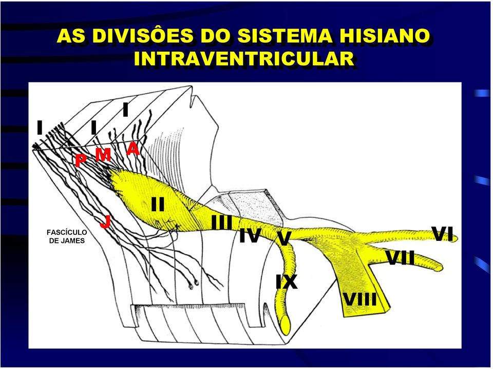 I P M I A FASCÍCULO DE