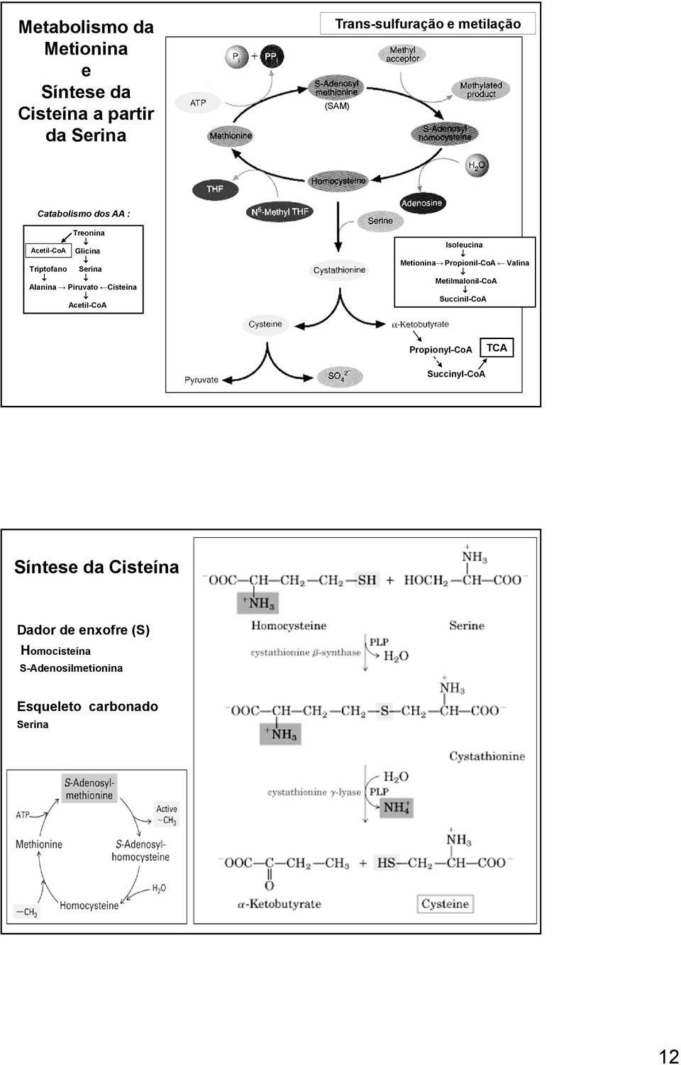 Acetil-CoA Isoleucina Metionina Propionil-CoA Valina Metilmalonil-CoA Succinil-CoA Propionyl-CoA TCA