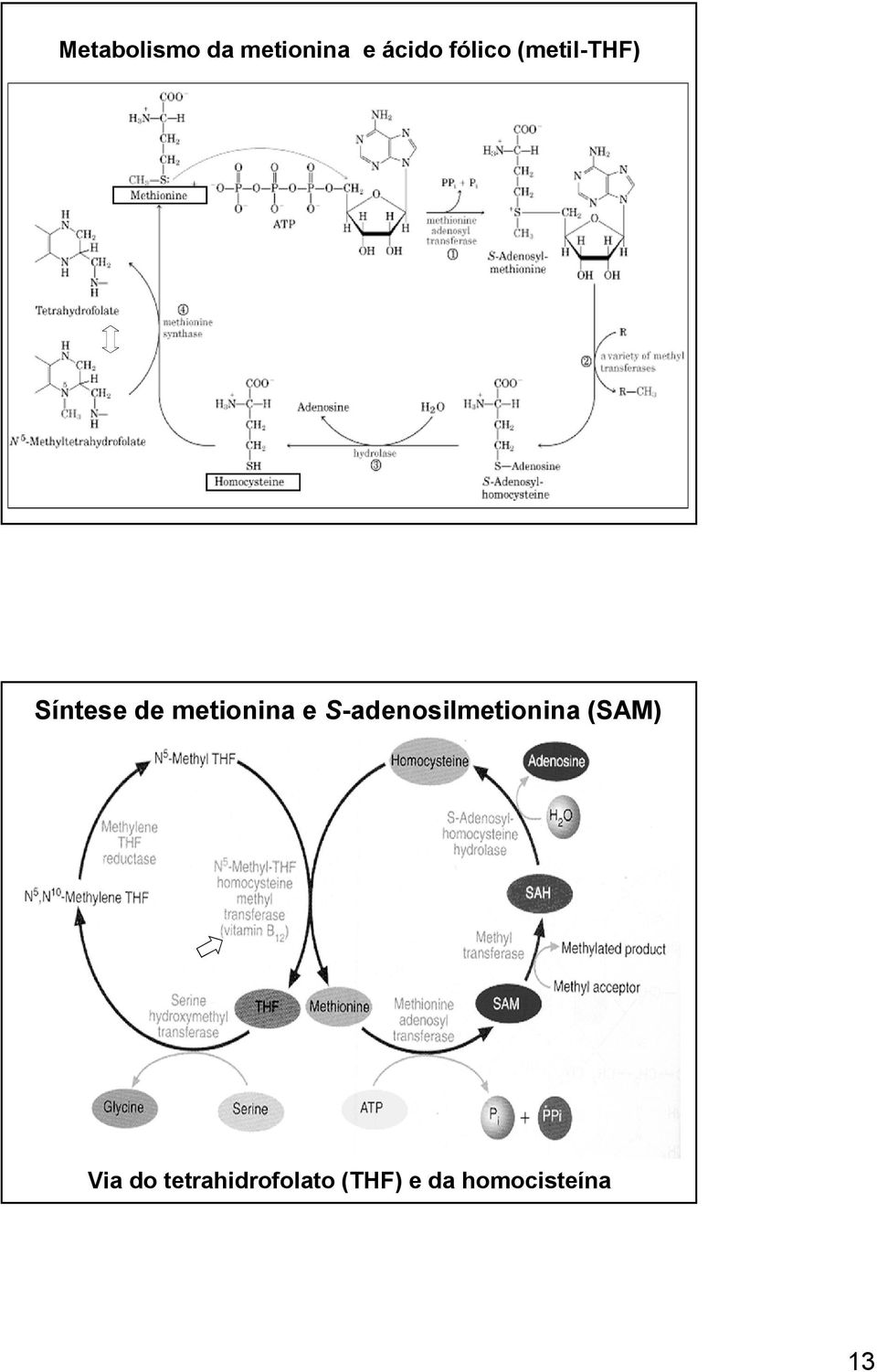 metionina e S-adenosilmetionina (SAM)