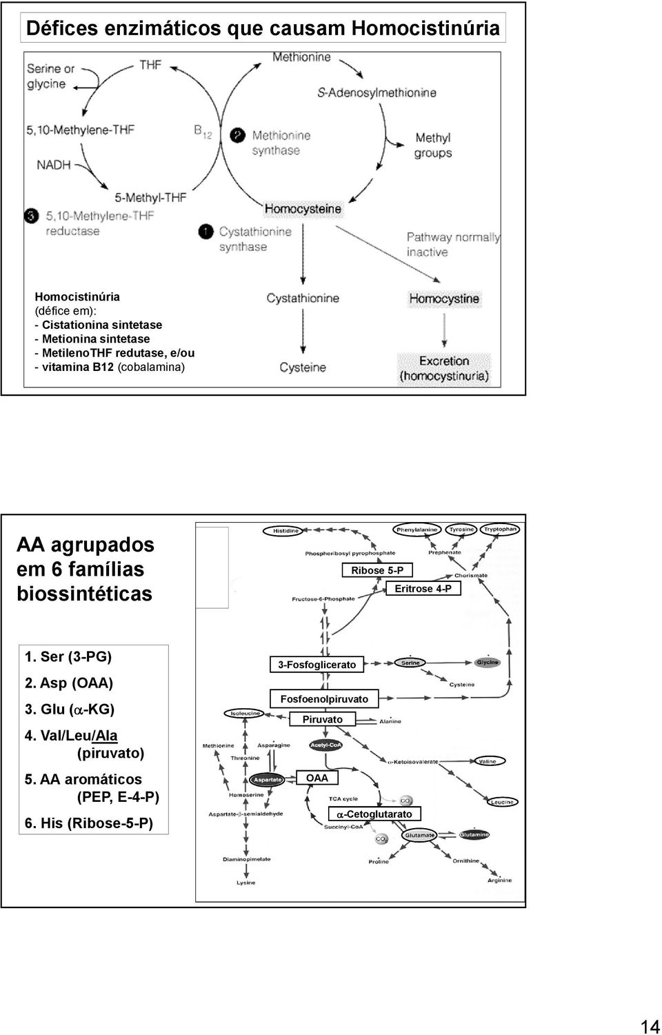 biossintéticas Ribose 5-P Eritrose 4-P 1. Ser (3-PG) 2. Asp (OAA) 3. Glu (α-kg) 4.