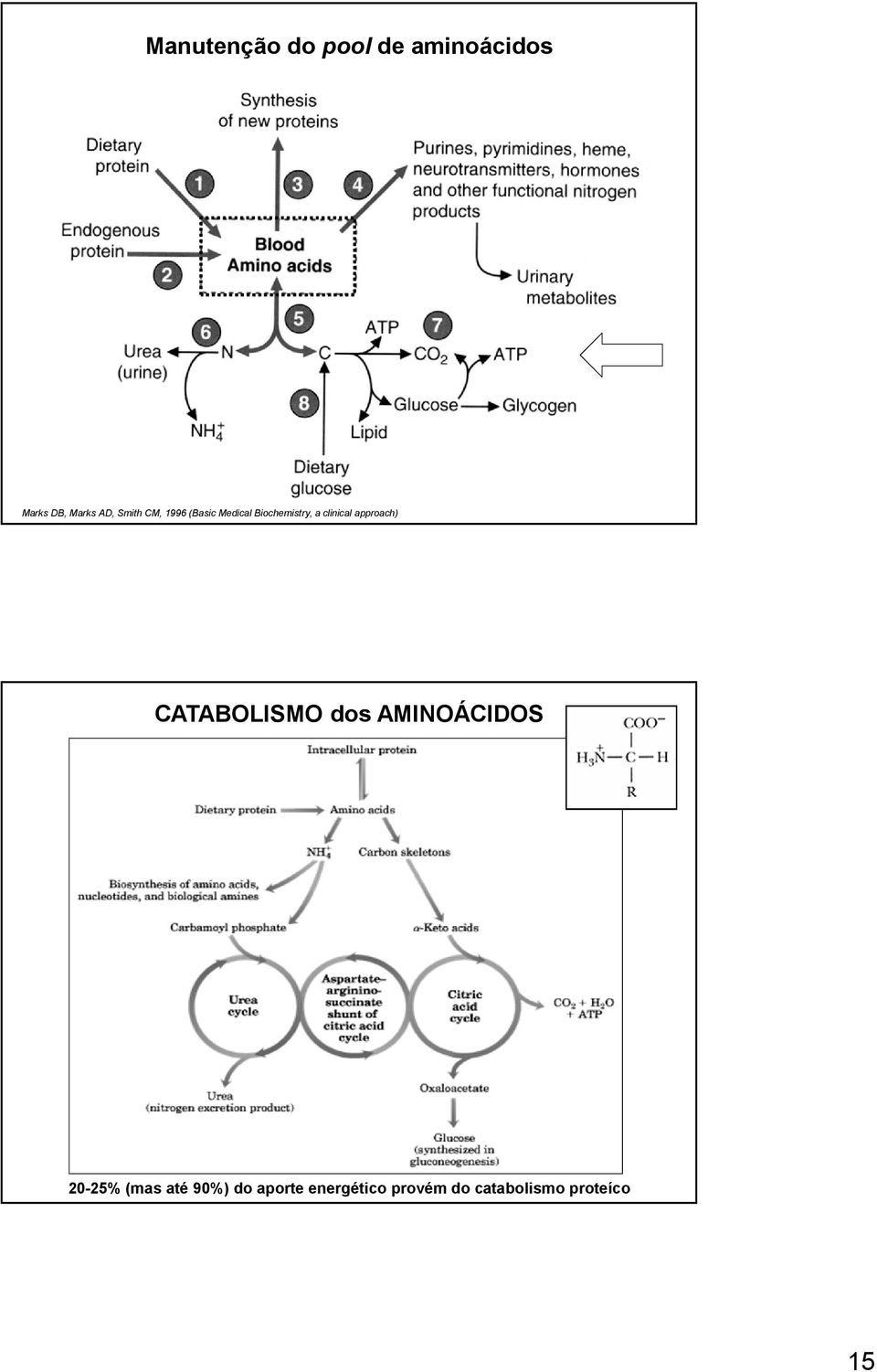 approach) CATABOLISMO dos AMINOÁCIDOS 20-25% (mas até