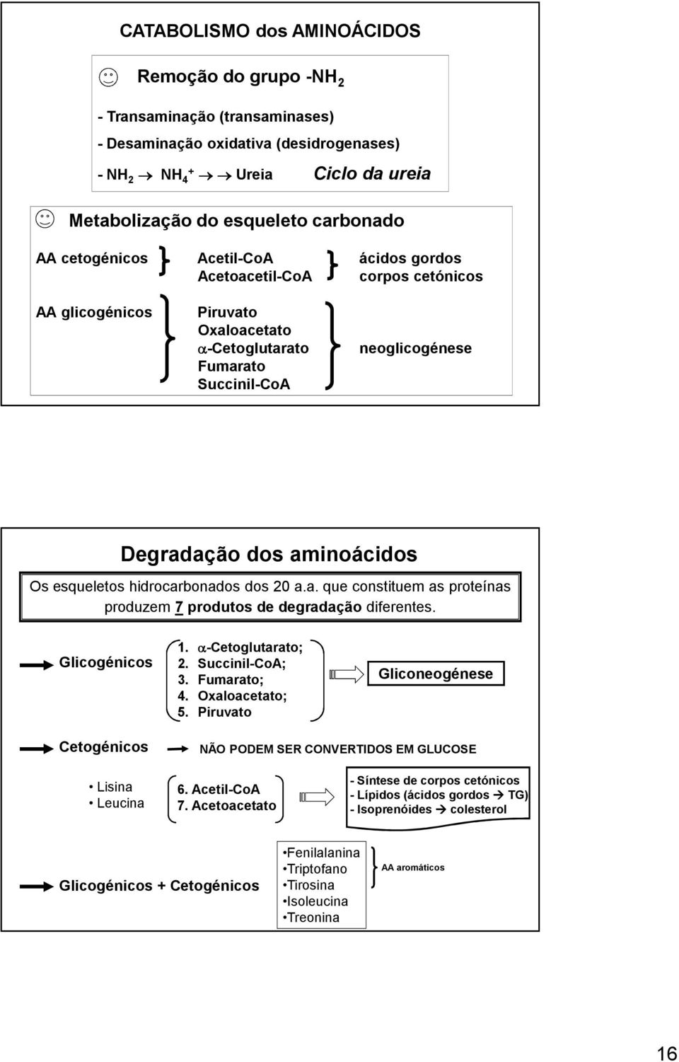 esqueletos hidrocarbonados dos 20 a.a. que constituem as proteínas produzem 7 produtos de degradação diferentes. Glicogénicos 1. α-cetoglutarato; 2. Succinil-CoA; 3. Fumarato; 4. Oxaloacetato; 5.