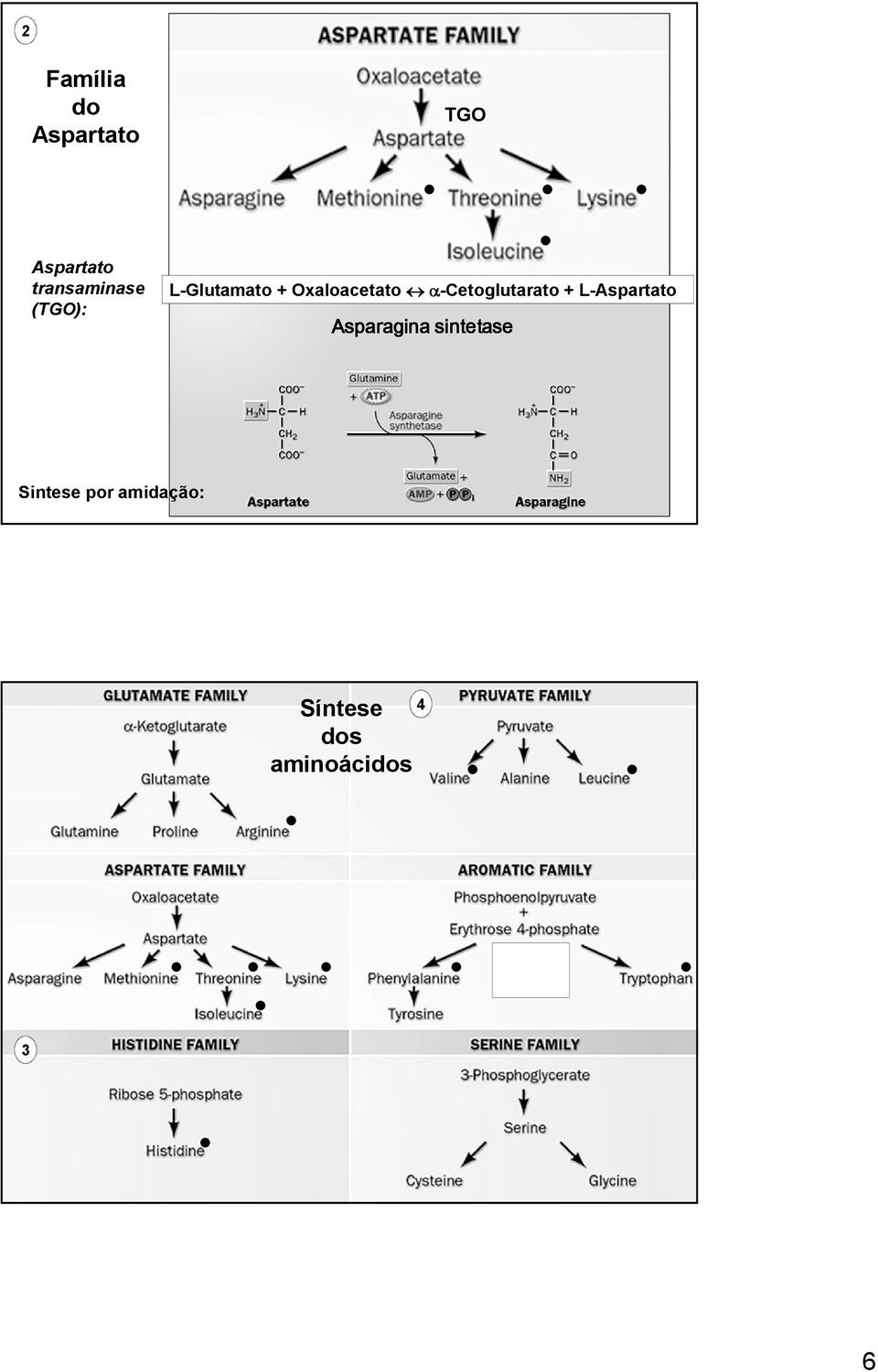 α-cetoglutarato + L-Aspartato Asparagina