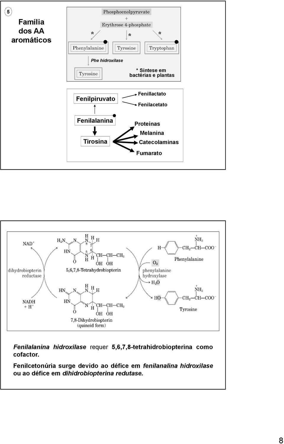 Catecolaminas Fumarato Fenilalanina hidroxilase requer 5,6,7,8-tetrahidrobiopterina como