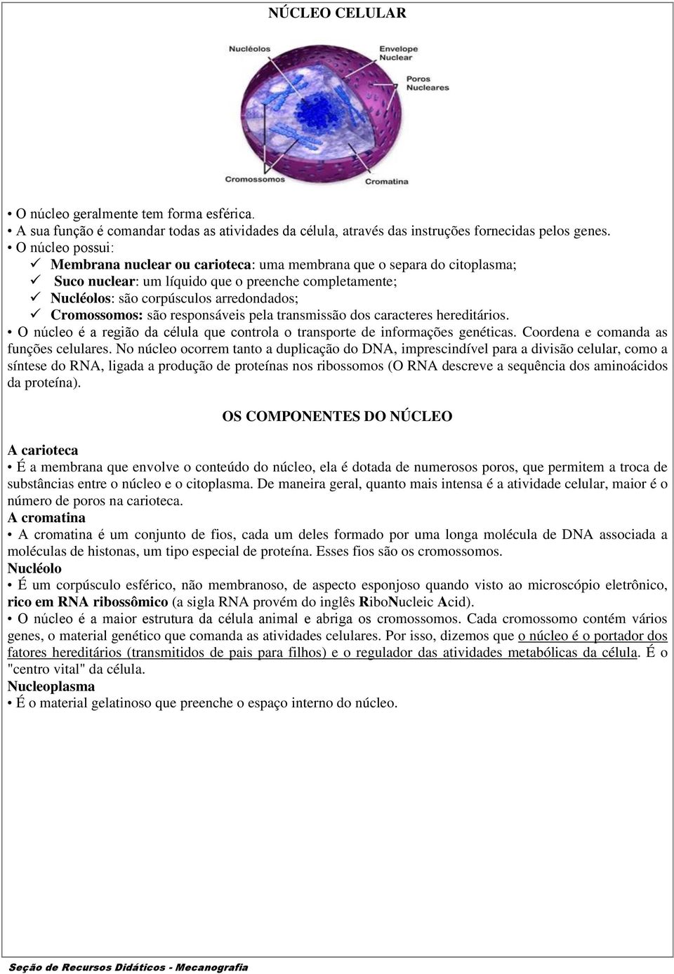 são responsáveis pela transmissão dos caracteres hereditários. O núcleo é a região da célula que controla o transporte de informações genéticas. Coordena e comanda as funções celulares.