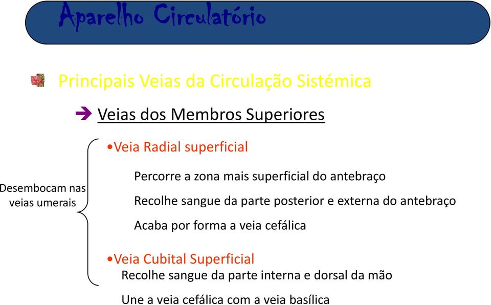 externa do antebraço Acaba por forma a veia cefálica Veia Cubital Superficial