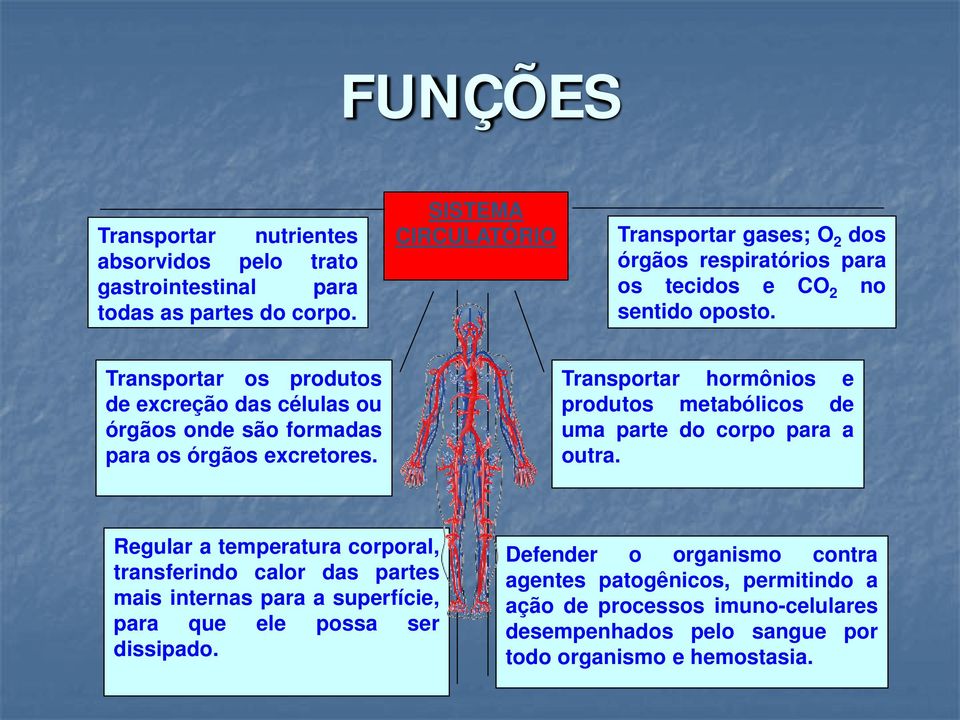 Transportar os produtos de excreção das células ou órgãos onde são formadas para os órgãos excretores.