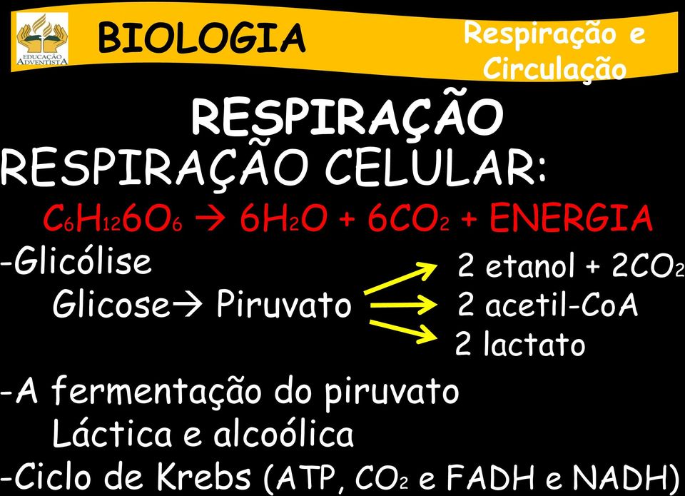 piruvato Láctica e alcoólica 2 etanol + 2CO2 2