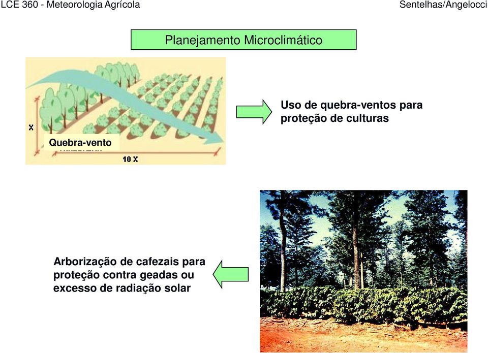 culturas Arborização de cafezais para