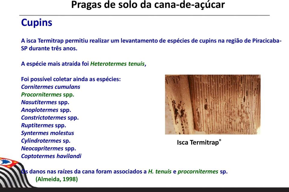 A espécie mais atraída foi Heterotermes tenuis, Foi possível coletar ainda as espécies: Cornitermes cumulans Procornitermes spp.