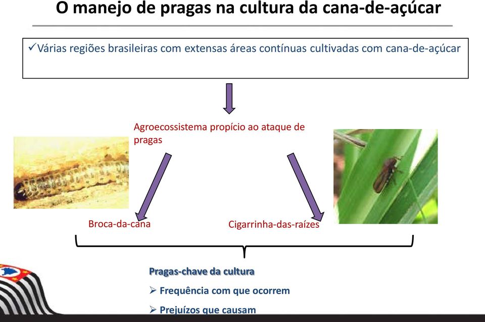 Agroecossistema propício ao ataque de pragas Broca-da-cana