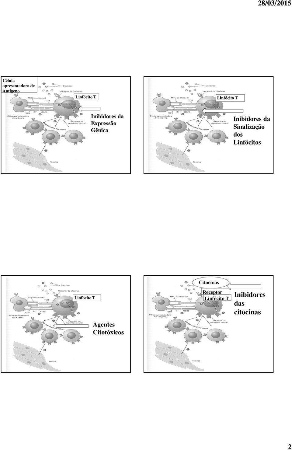 Sinalização dos Linfócitos Citocinas Linfócito T