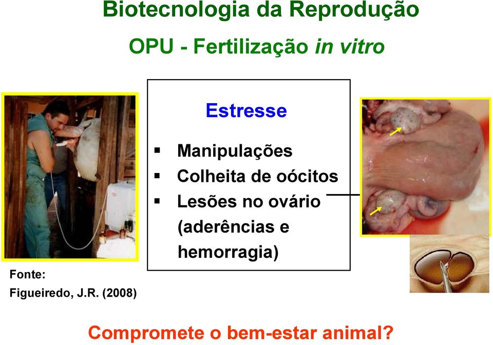 (2008) Manipulações Colheita de oócitos Lesões no