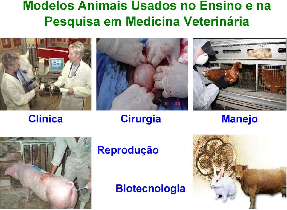 Medicina Veterinária Clínica