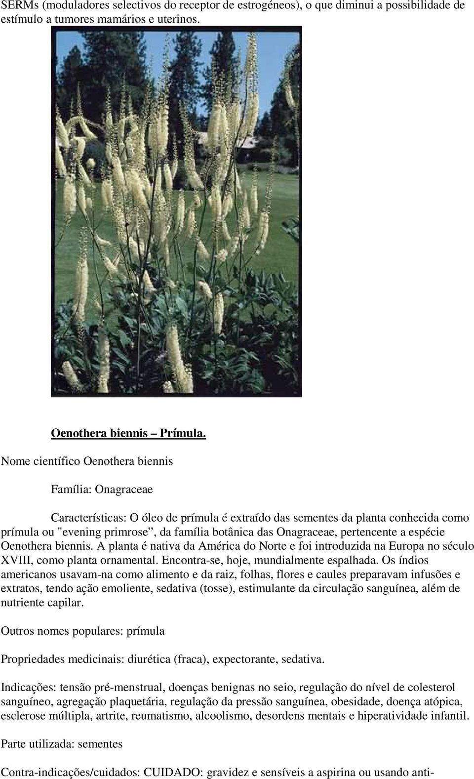 Onagraceae, pertencente a espécie Oenothera biennis. A planta é nativa da América do Norte e foi introduzida na Europa no século XVIII, como planta ornamental.