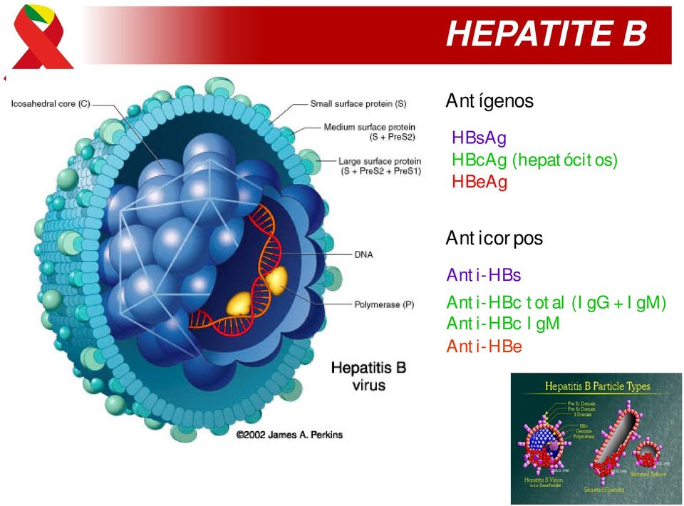 Anticorpos Anti-HBs Anti-HBc