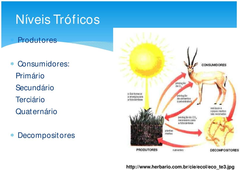 Terciário Quaternário Decompositores