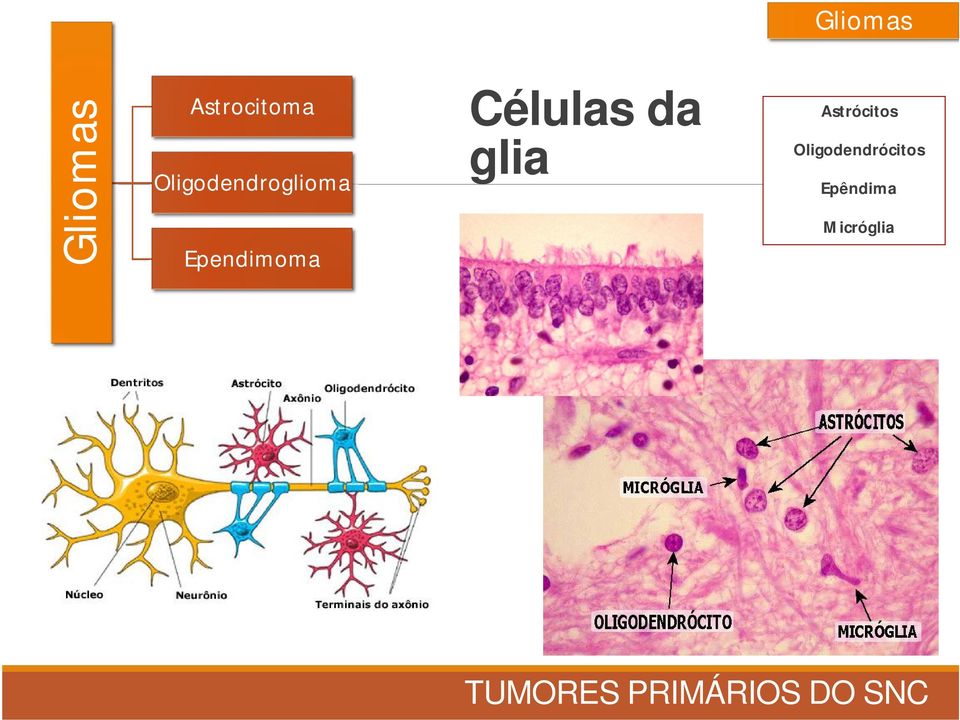 Células da glia Astrócitos