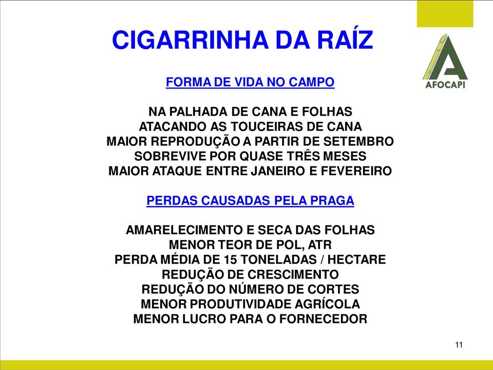 CAUSADAS PELA PRAGA AMARELECIMENTO E SECA DAS FOLHAS MENOR TEOR DE POL, ATR PERDA MÉDIA DE 15 TONELADAS /