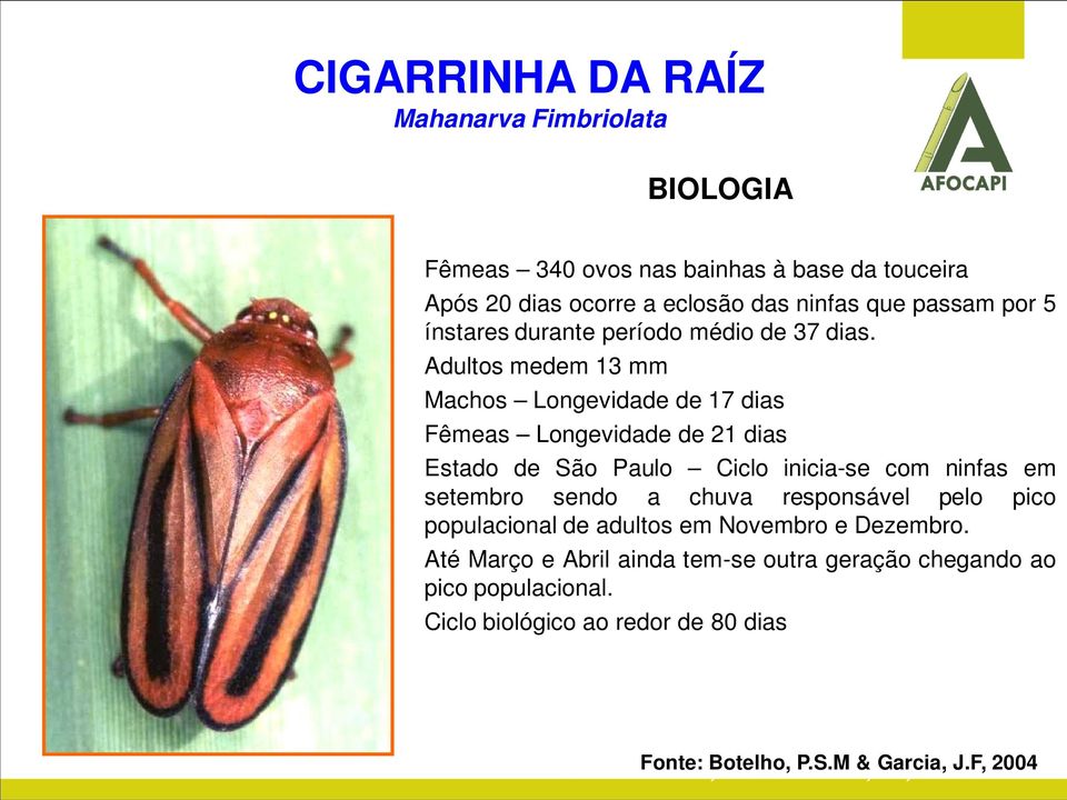 Adultos medem 13 mm Machos Longevidade de 17 dias Fêmeas Longevidade de 21 dias Estado de São Paulo Ciclo inicia-se com ninfas em setembro sendo a chuva