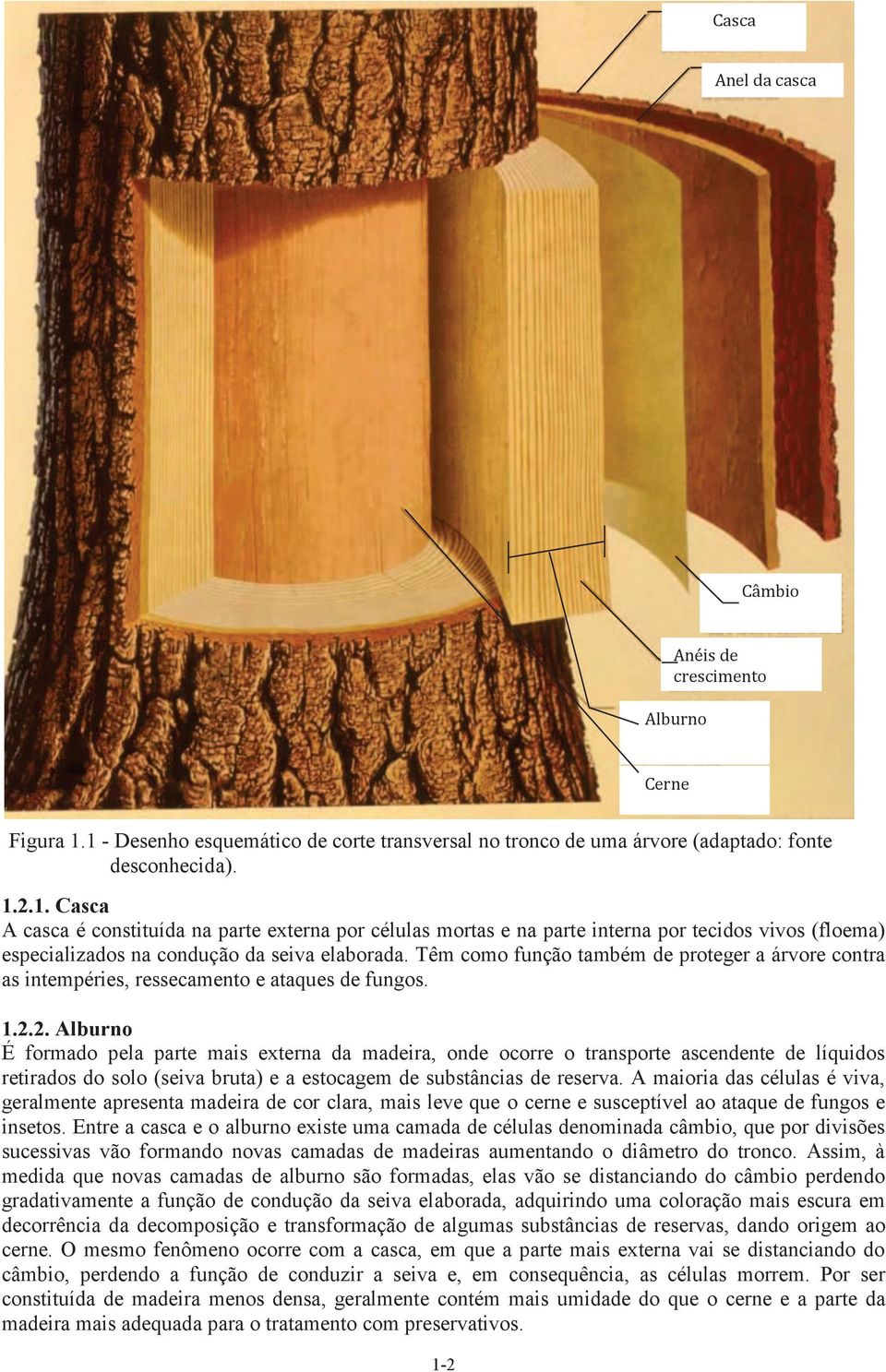 2. Alburno É formado pela parte mais externa da madeira, onde ocorre o transporte ascendente de líquidos retirados do solo (seiva bruta) e a estocagem de substâncias de reserva.