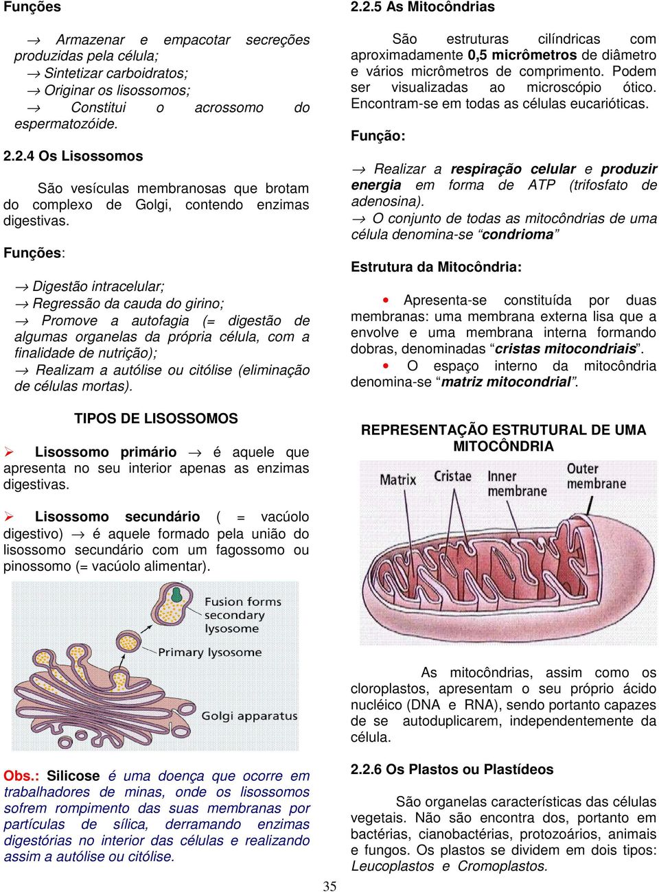 Funções: Digestão intracelular; Regressão da cauda do girino; Promove a autofagia (= digestão de algumas organelas da própria célula, com a finalidade de nutrição); Realizam a autólise ou citólise