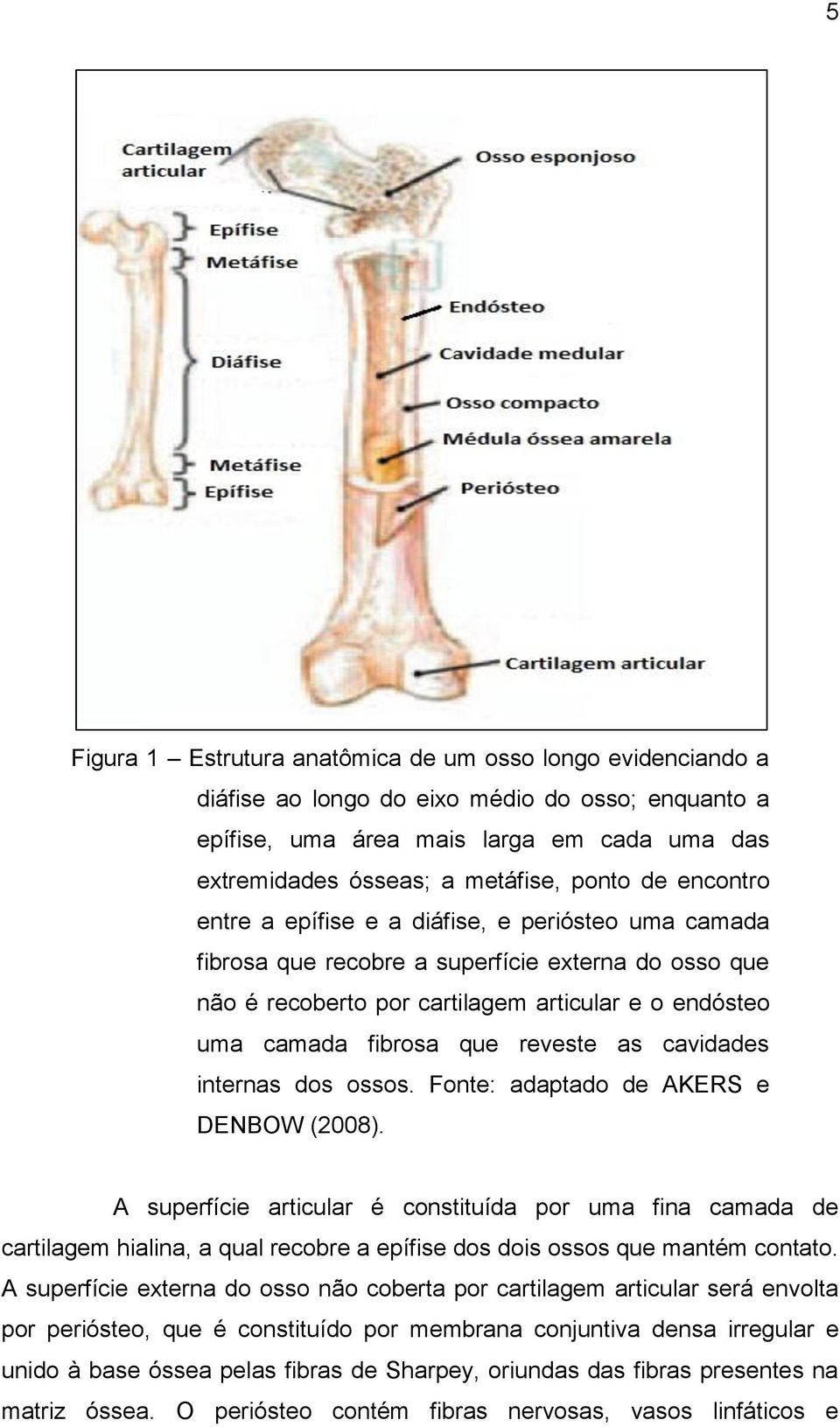 reveste as cavidades internas dos ossos. Fonte: adaptado de AKERS e DENBOW (2008).